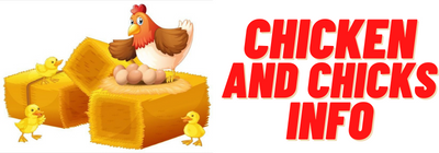 Can Pigs And Chickens Live Together Actually Yes Chicken Chicks