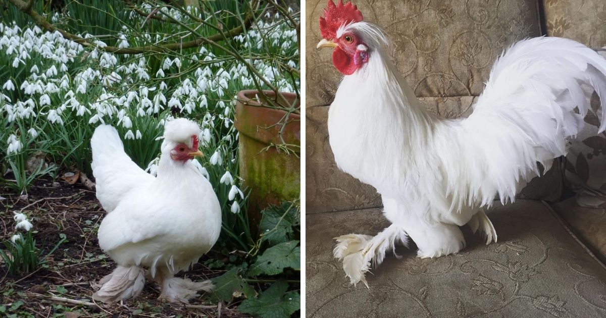 Burmese Bantam Chicken Breed Info Chicken Chicks Info