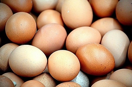 How Eggs Get Their Color