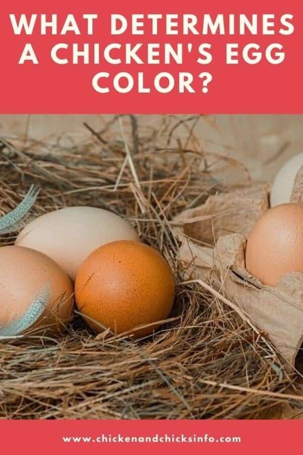 What Determines Chicken Egg Color