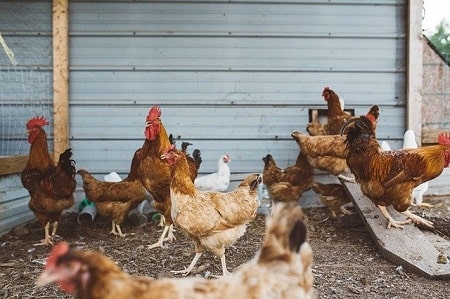 Amount of Light Affects Size of Egg Chicken Lays