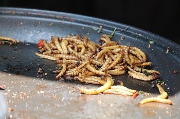 Are Mealworms Healthy for Chickens