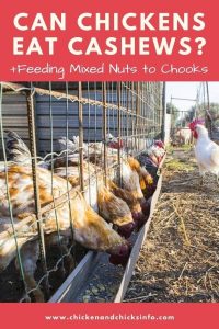 Can Chickens Eat Cilantro? (and Corriander) - Chicken & Chicks Info