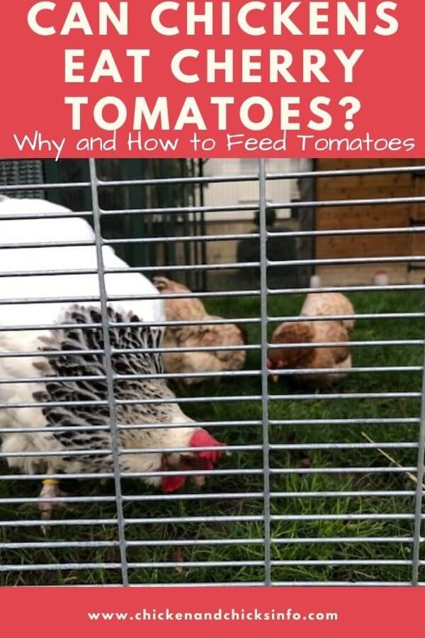 Can Chickens Eat Cherry Tomatoes? (+ Other Types) Chicken & Chicks Info