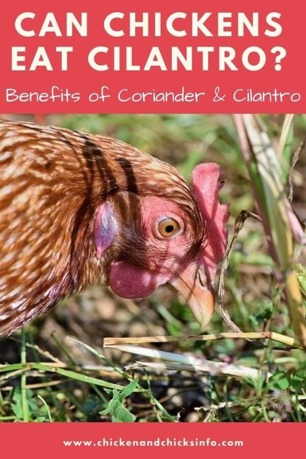 Can Chickens Eat Cilantro