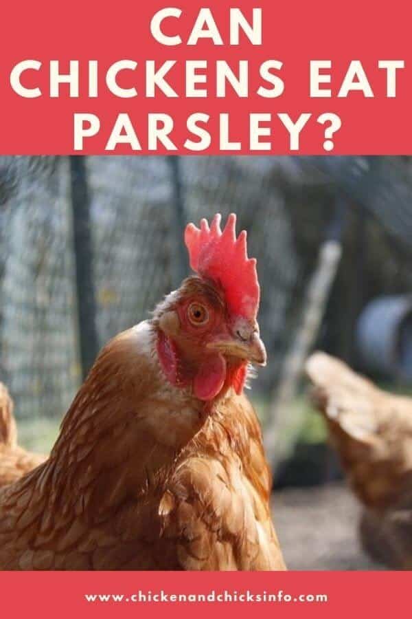 Can Chickens Eat Parsley