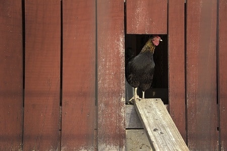 Chicken Coop Color Scheme Ideas