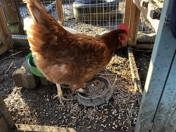 Chickens might scream due to their personality