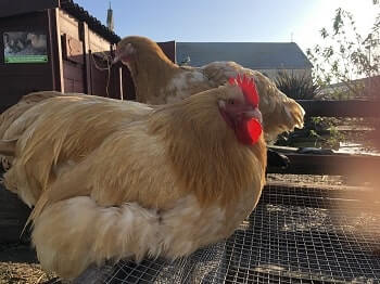 Chickens might scream if they feel threatened