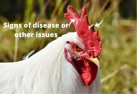 chickens disfiguration cause pox fowl