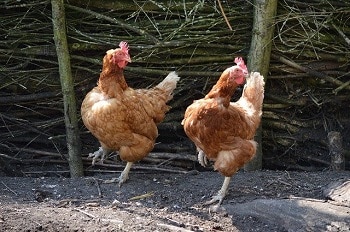 Do All Chickens Cluck or Squawk Loudly After Laying an Egg