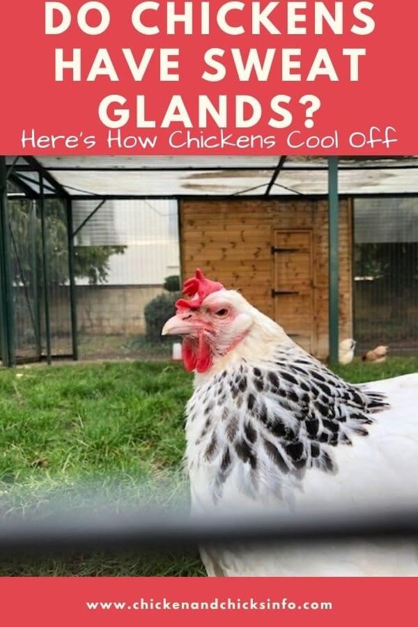 Do Chickens Have Sweat Glands