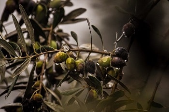 Does the Color of the Olive Make a Difference to Chickens