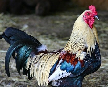 Factors That Affect the Life Expectancy of Roosters and Chickens