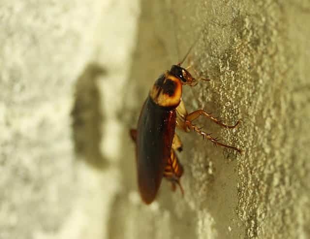 Getting Rid of Roaches in Chicken Coop 4 Methods That Work