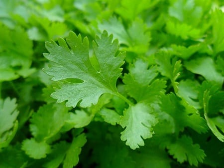 Growing Parsley for Your Chooks