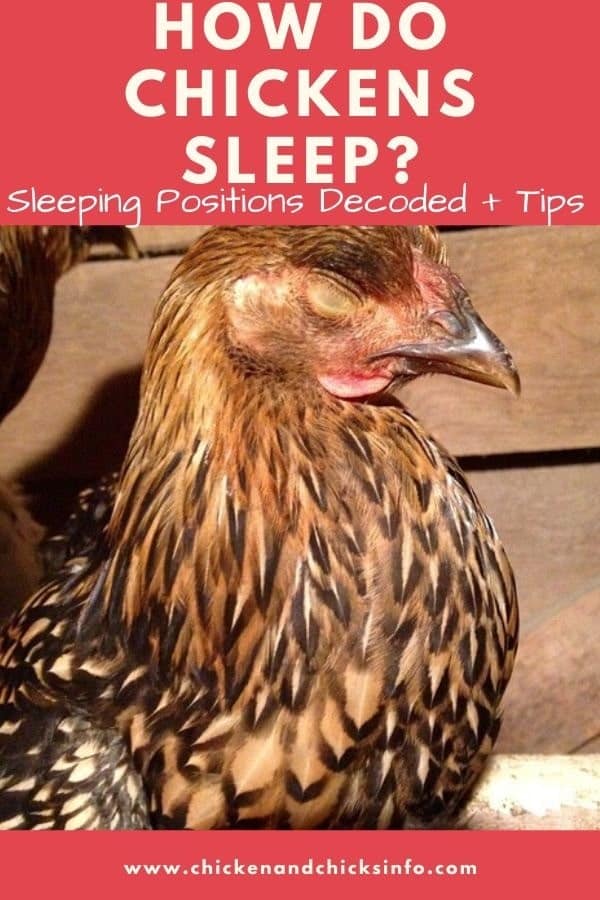 How Do Chickens Sleep Positions And Habits Explained Chicken