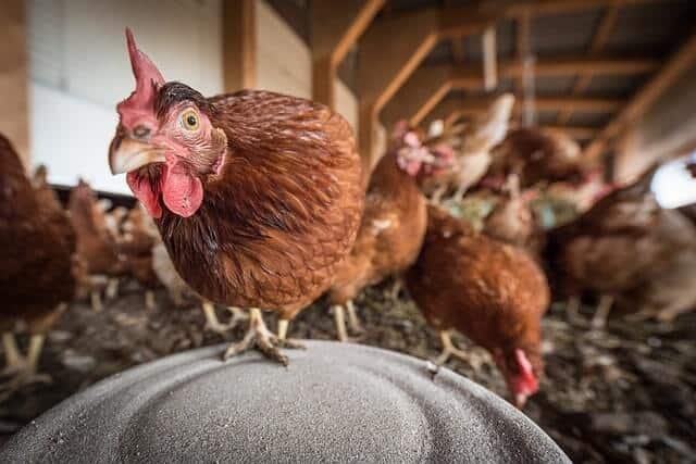 Do Rats Attack Chickens How to Get Rid - Chicken 