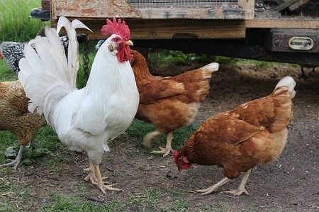 How Do I Stop My Chickens From Eating Their Eggs