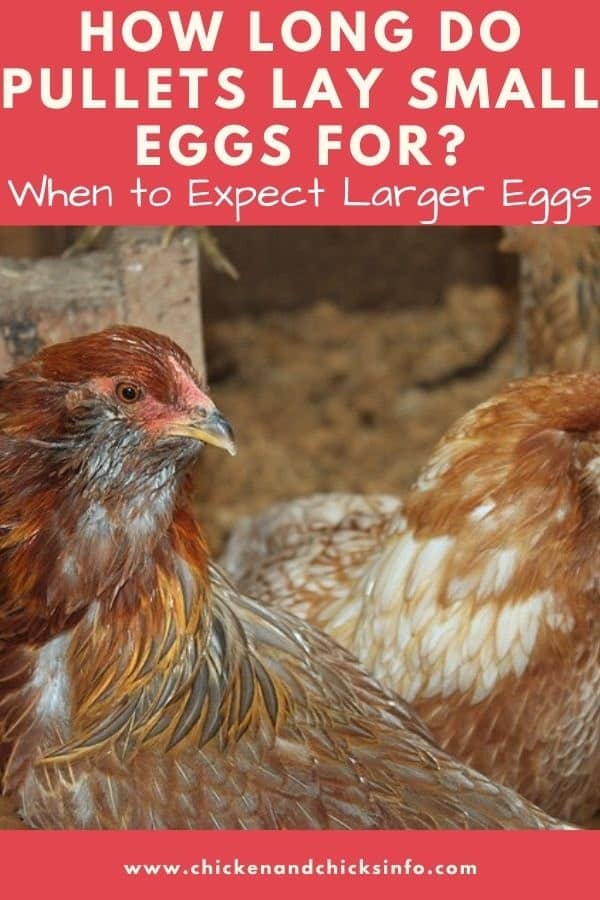 How Long Do Pullets Lay Small Eggs For