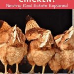 How Many Nest Boxes per Chicken