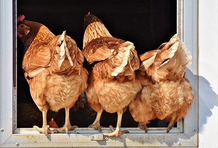 How Many Nesting Boxes Do I Need for 4 Chickens