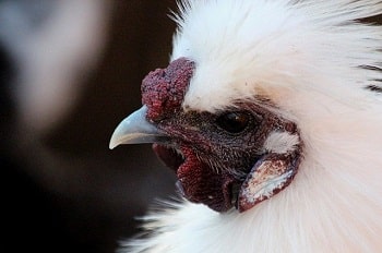 How to Care for Silkie Chickens