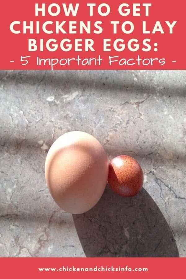 how-to-get-chickens-to-lay-bigger-eggs-5-key-factors-chicken