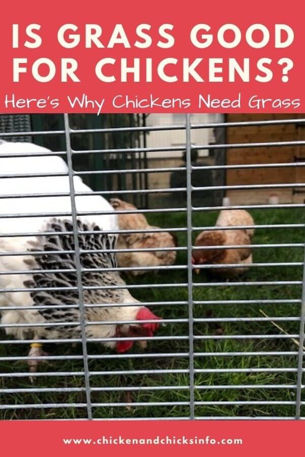 Is Grass Good for Chickens? (Yep! Here's Why) Chicken & Chicks Info