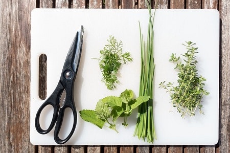 Other Herbs That Are Good for Chickens