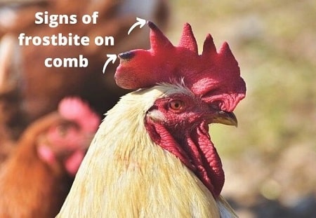 Signs of frostbite on chickens comb white and black