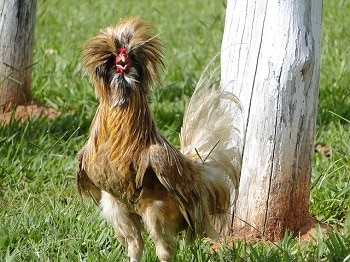 Some Interesting Facts About Silkie Chickens