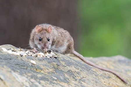 Tips to Deter Rats and Other Rodents and Vermin