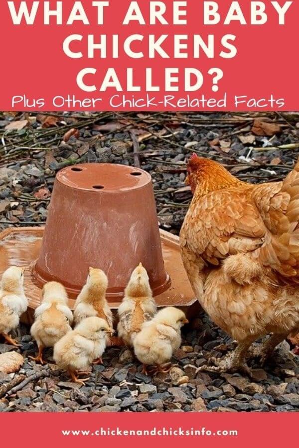 What Are Baby Chickens Called Chicken Chicks Info