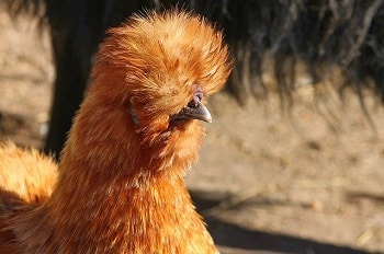 What Are Silkies Like as Pets