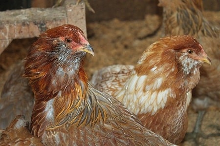 Hvornår begynder Pullets at lægge