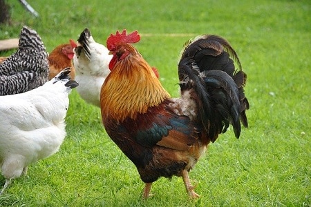 When Does a Cockerel Become a Rooster
