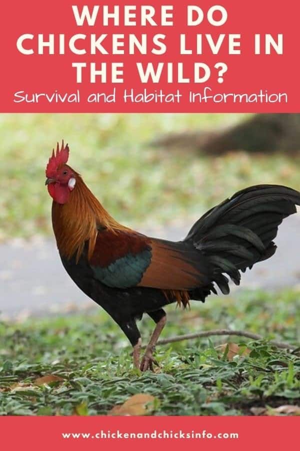 where-do-chickens-live-in-the-wild-chicken-chicks-info