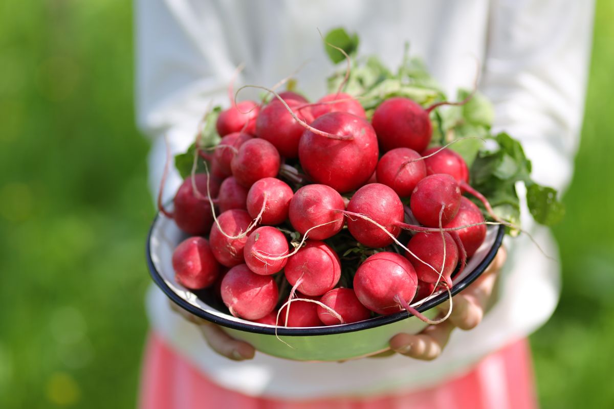 Farmer holding a bowl of fresh radishes.