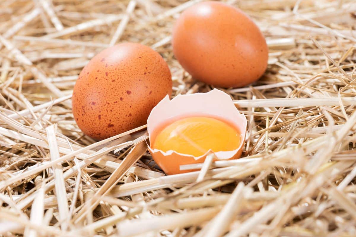 Two whole and one broken chicken egg in a nest.