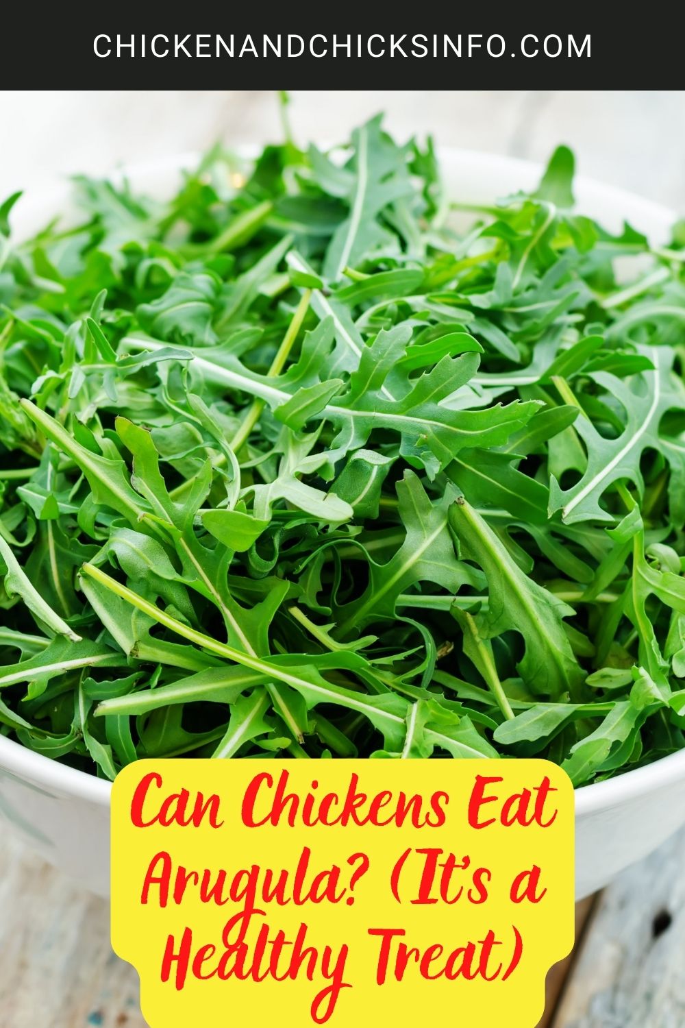 Can Chickens Eat Arugula? (It's a Healthy Treat) poster.
