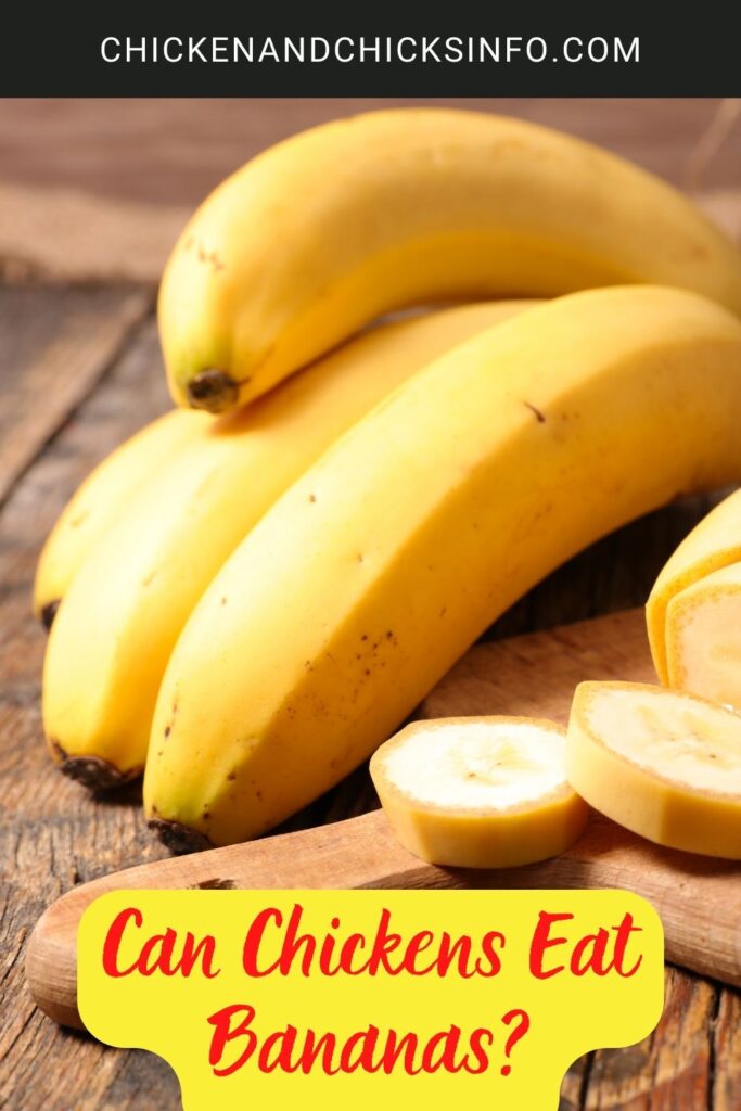 Can Chickens Eat Bananas? Chicken & Chicks Info