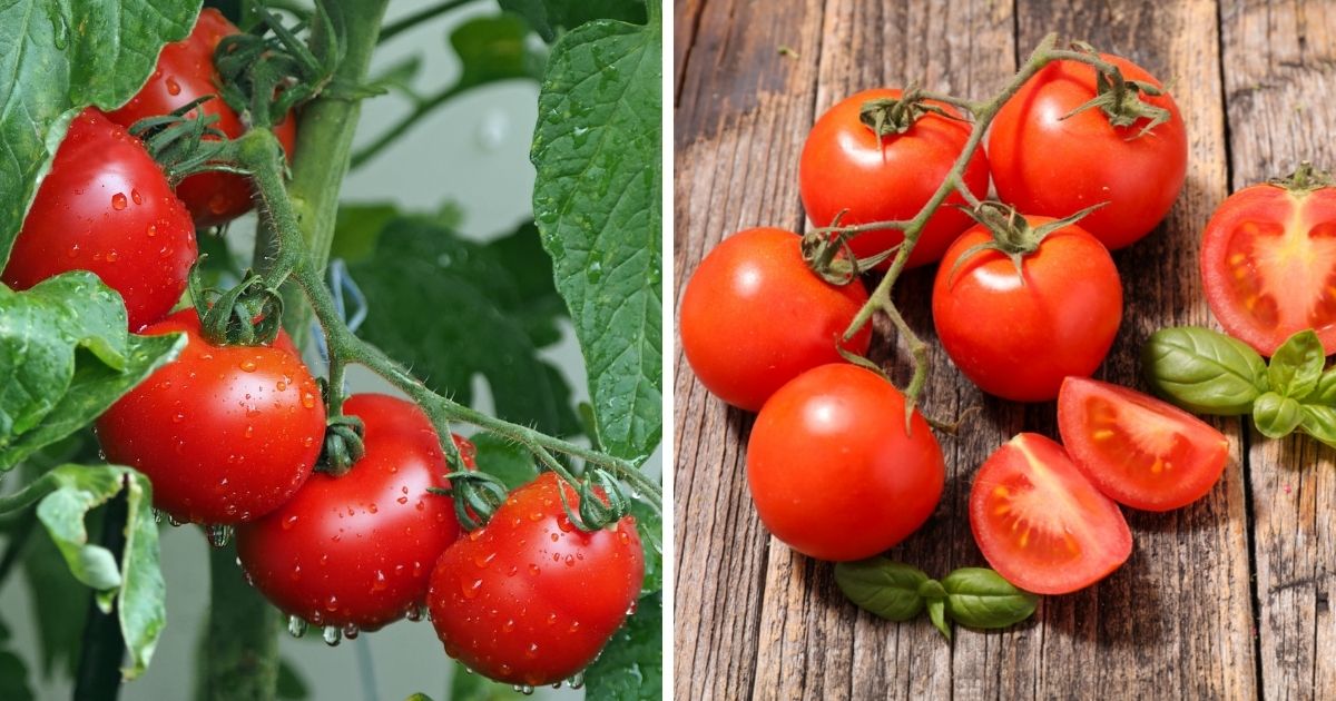 Can Chickens Eat Cherry Tomatoes? (+ Other Types) - Chicken & Chicks Info