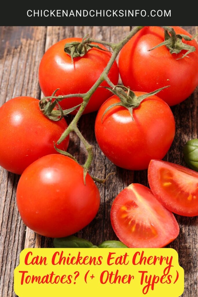 Can Chickens Eat Cherry Tomatoes? (+ Other Types) Chicken & Chicks Info