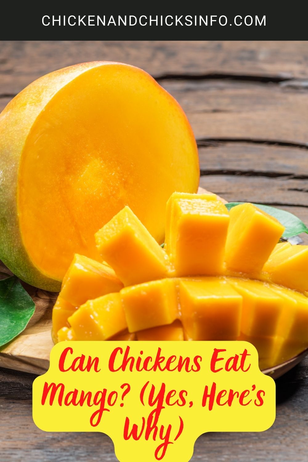 Can Chickens Eat Mango? (Yes, Here's Why) poster.

