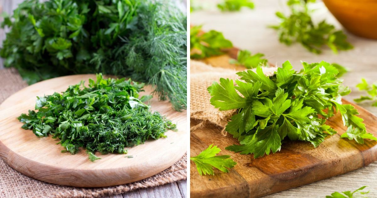 Can Chickens Eat Parsley? (Yes, and Other Herbs) Chicken & Chicks Info