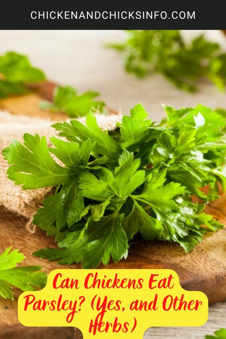 Can Chickens Eat Parsley? (Yes, and Other Herbs) Chicken & Chicks Info