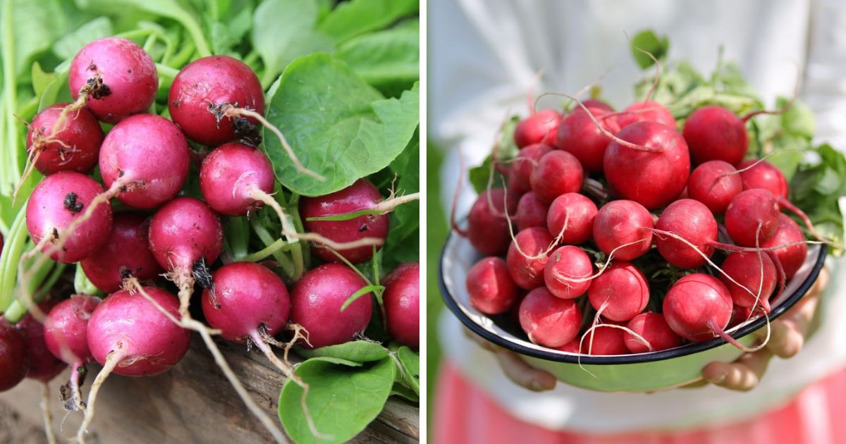 Can Chickens Eat Radishes? (Yes, It's Good for Them) Chicken & Chicks