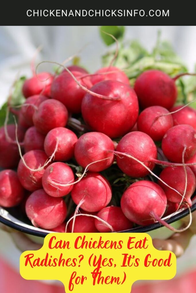 Can Chickens Eat Radishes? (Yes, It's Good for Them) Chicken & Chicks