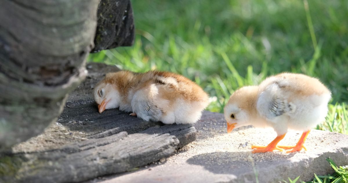 One chick sleeping on a wooden board while the other chick standing next to it.